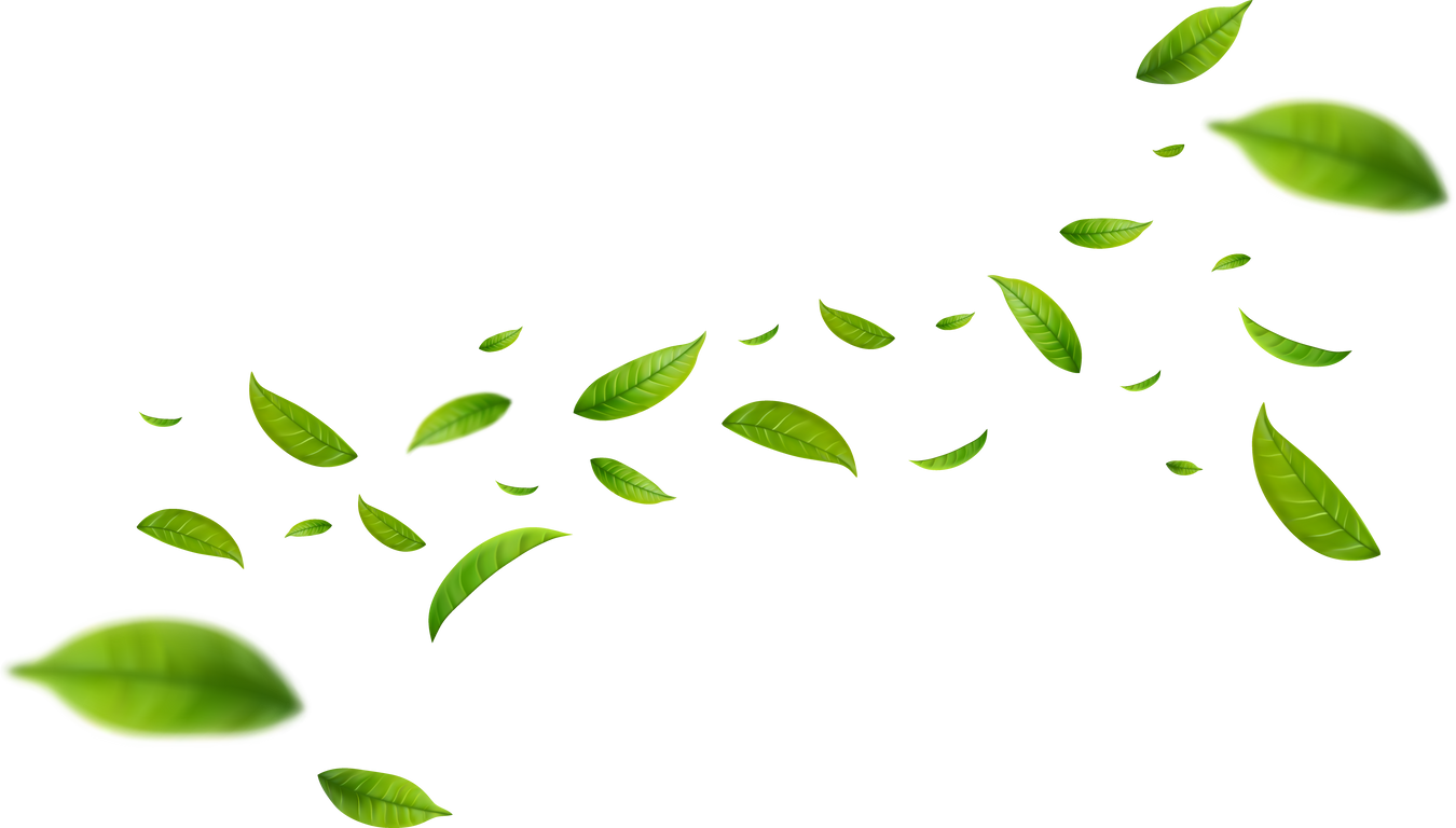 Realistic green tea leaves